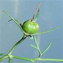  Fruit